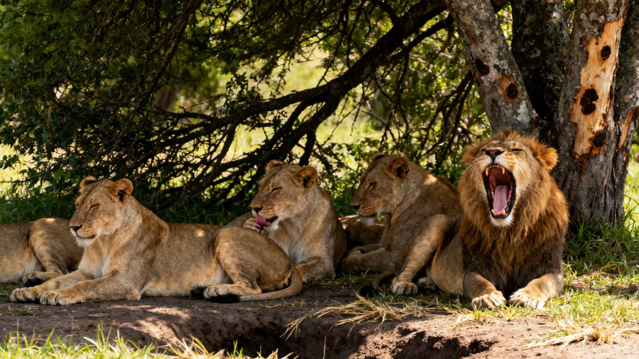 East Africa landscape